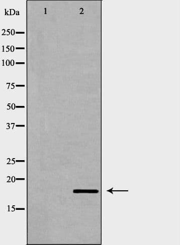 ISG15 Antibody
