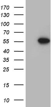 FOXN2 Antibody (aa1-431, clone OTI5H8)