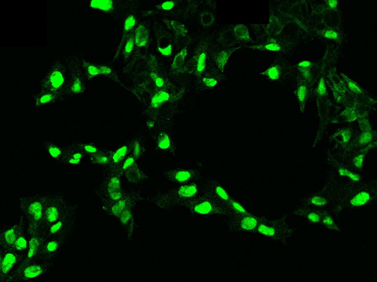 PDGF-CC Antibody (clone 004, Preservative Free)