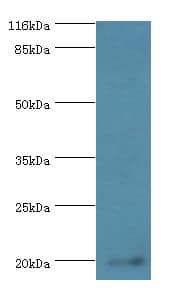 MPV17 Antibody (aa1-176, Biotin)