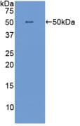 IFNA / Interferon Alpha Antibody (aa23-187)