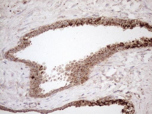 KCTD9 Antibody (aa1-223, clone OTI2G8, Carrier-free)