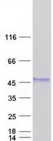 Human WIF1 Protein (Recombinant Myc-DDK (Flag))