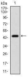 EIF2A / EIF2 Alpha Antibody (aa448-576, clone 3A7B11)