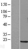 DDIT3 / CHOP Protein (Over-Expression Lysate Myc-DDK (Flag))