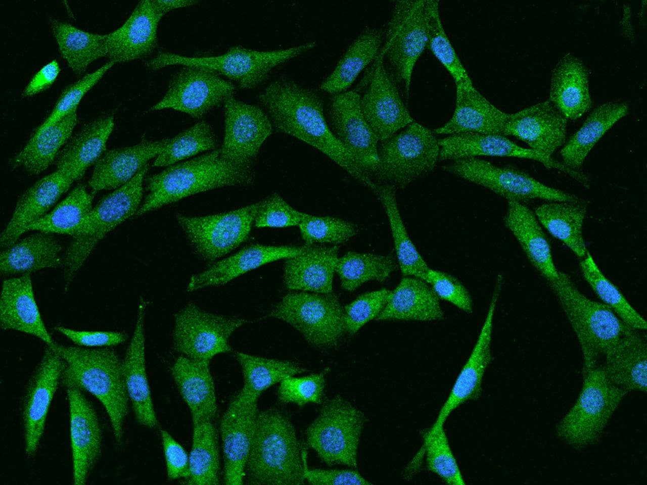 GSK3B / GSK3 Beta Antibody (Preservative Free)