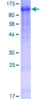 Human WWC2 Protein (Recombinant GST)