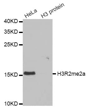 Polyclonal Rabbit anti-Human Histone H3 Antibody (Asym-Di-Methyl-Arg2, IHC, IF, WB)