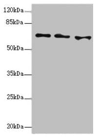 EYA3 Antibody