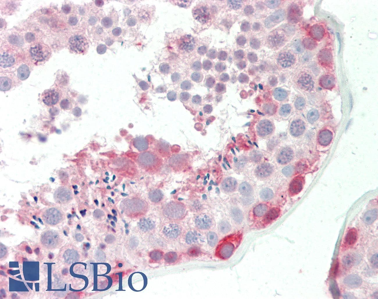 Polyclonal Rabbit anti-Human BAG6 / G3 / Scythe Antibody (aa943-992, IHC, WB)