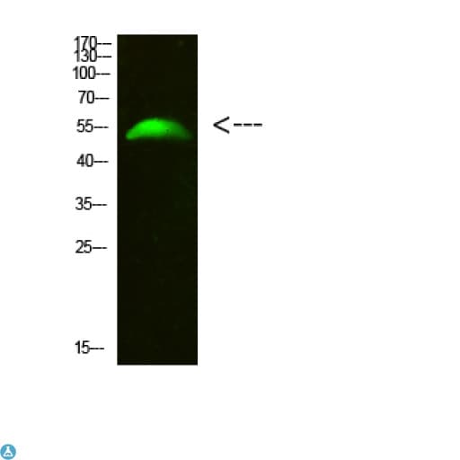 GCM2 Antibody