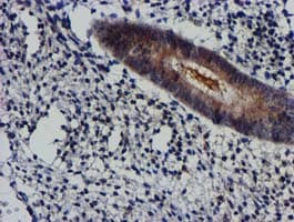 AKT1 Antibody (clone OTI1G5, Carrier-free)