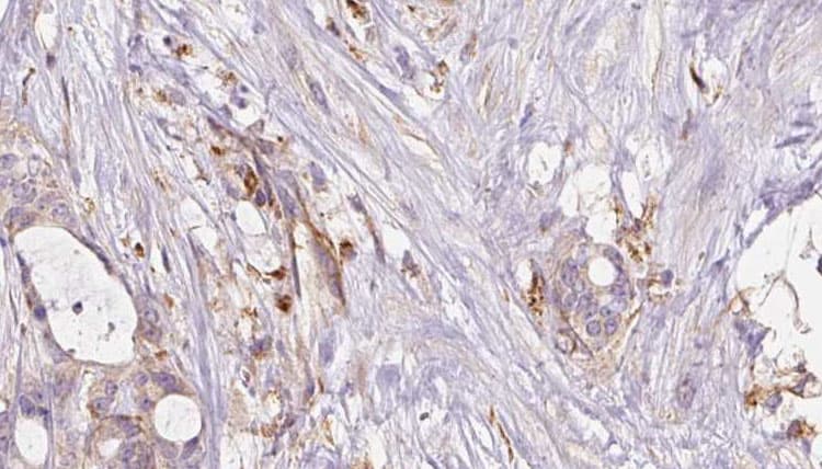 GSTA4 Antibody