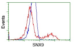 SNX9 / WISP Antibody (clone OTI1E2, Carrier-free)