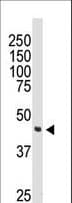 DOK2 Antibody (aa380-412)