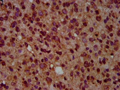 GNAL Antibody