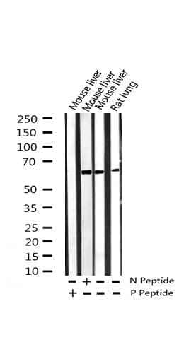 HDAC1 Antibody (phospho-Ser421)