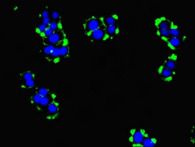 Polyclonal Rabbit anti-Human TMEM95 Antibody