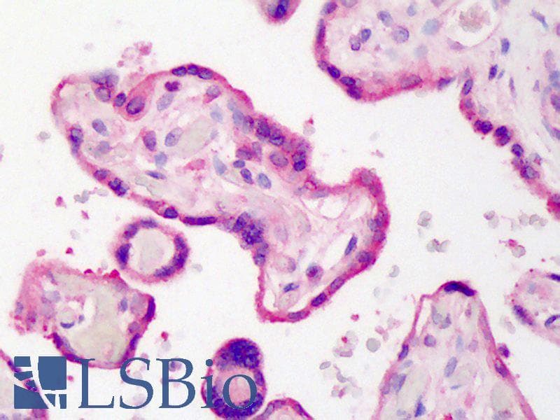 PSMD10 / Gankyrin Antibody (Internal, DY488)
