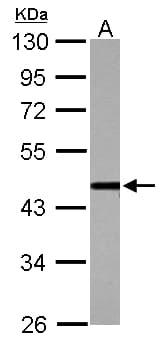Polyclonal Rabbit anti-Human CSTF1 Antibody (WB)