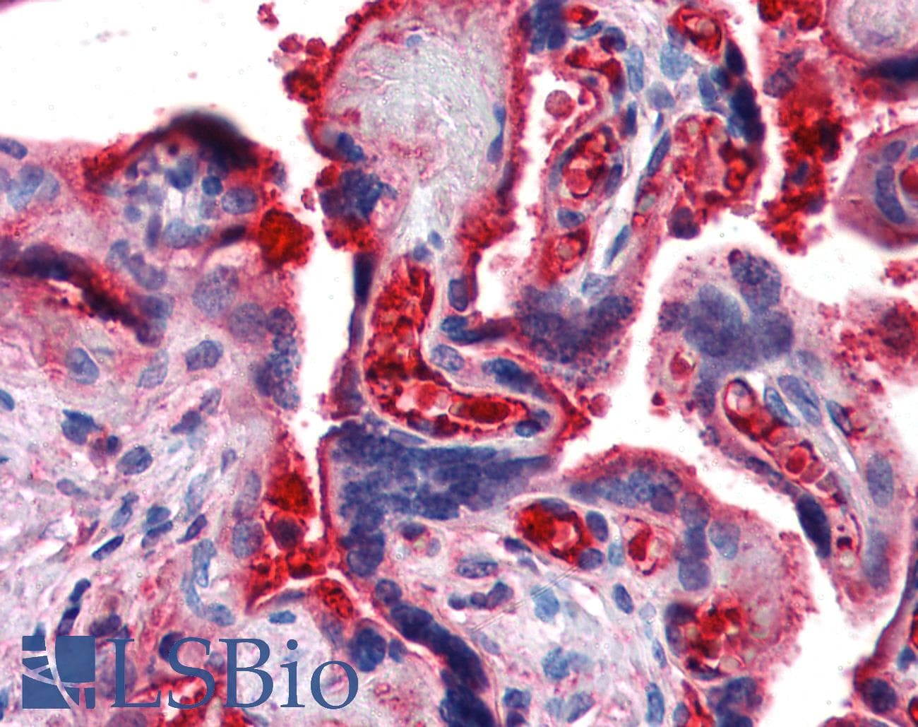 IHC-plus™ Complement C4b Antibody