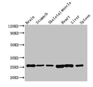 Fgf15 Antibody