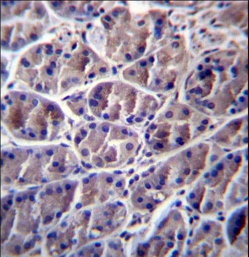 CAPN8 / Calpain 8 Antibody (aa290-318)