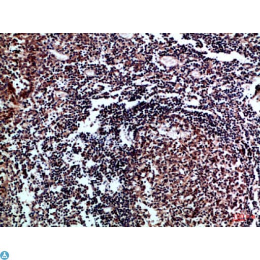 IL17D Antibody