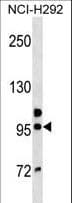 Polyclonal Rabbit anti-Human GOLGA6B Antibody (aa386-413, WB)