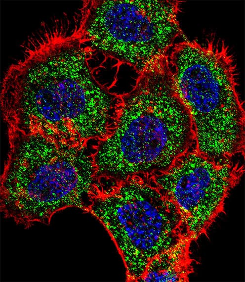 Polyclonal Rabbit anti-Human TSC22D2 Antibody (aa34-62, IF, WB)