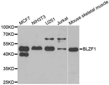 BLZF1 Antibody