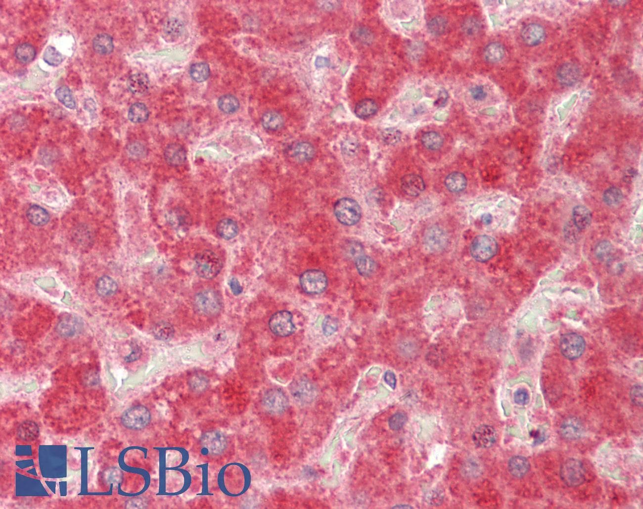 IHC-plus™ MMP14 Antibody (aa152-163)