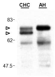 VISA / MAVS Antibody (aa160-450, clone Adri-1)