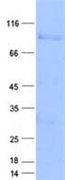 Human NUP85 / Pericentrin 1 Protein (Recombinant GST, N-terminus + His, C-terminus)