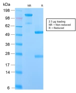 IGHM / IgM Antibody (clone IGHM/2559R, Azide-free, Carrier-free)
