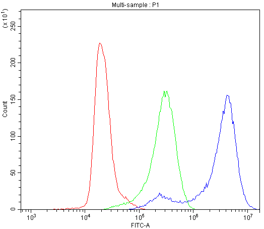 CD2AP Antibody