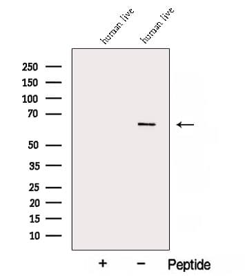 ARHGAP15 Antibody