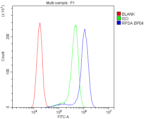 RPSA / Laminin Receptor Antibody