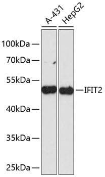 ISG54 / IFIT2 Antibody