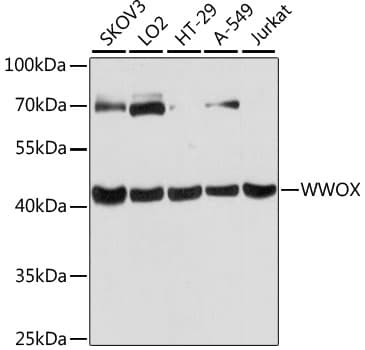 Polyclonal Rabbit anti-Human WWOX Antibody (WB)