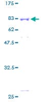 Human APBB3 Protein (Recombinant GST)