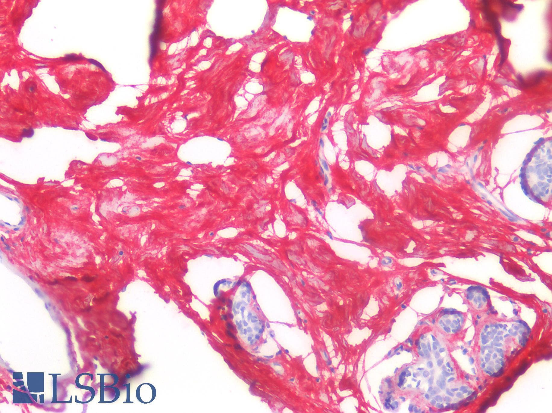 IHC-plus™ DCN / Decorin Antibody