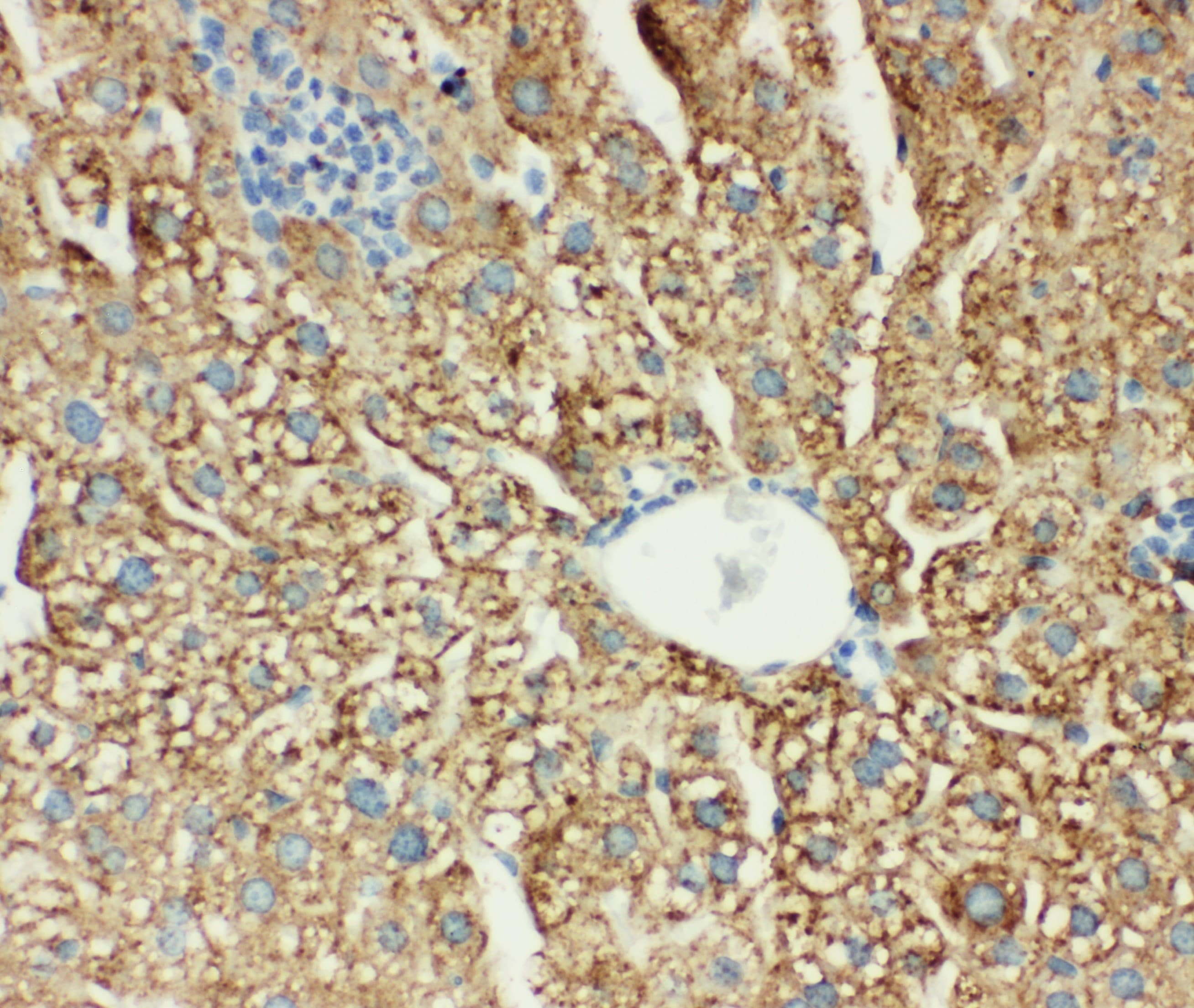MT-CO1 / COX1 Antibody (aa501-514)