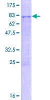 Human ZCCHC6 Protein (Recombinant GST)