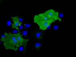 BTN1A1 Antibody (clone OTI1A6, Carrier-free)