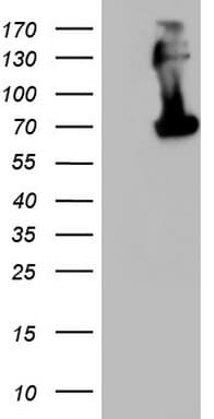 CD68 Antibody (aa22-319, clone OTI2B7)