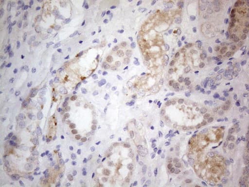 PRMT5 Antibody (aa238-499, clone OTI2H3)