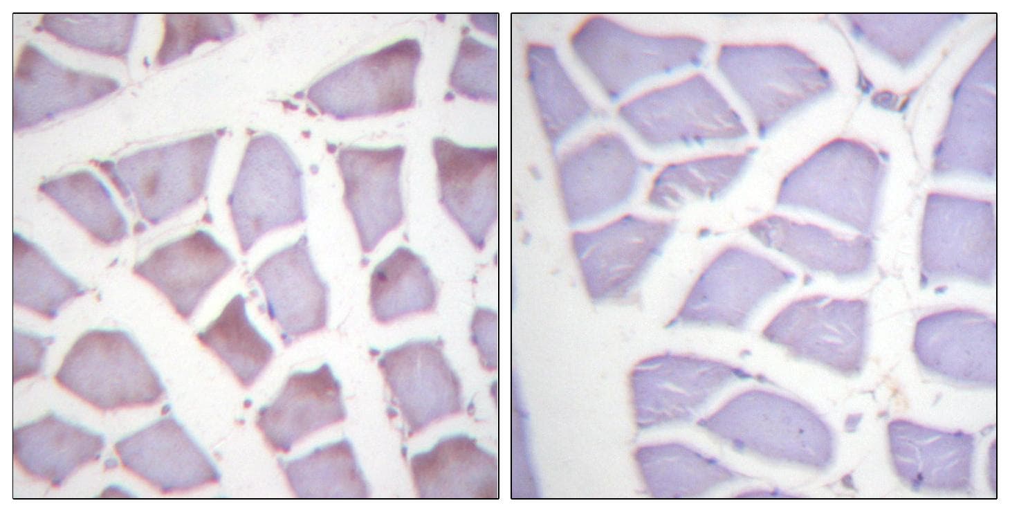 Polyclonal Rabbit anti-Human XIAP Antibody (phospho-Ser87, IHC, WB)