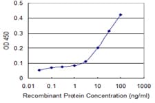 Monoclonal Mouse anti-Human APG12 / ATG12 Antibody (clone 1F9, WB)