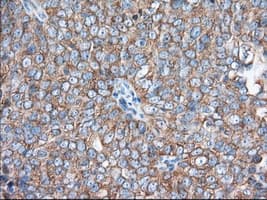 EIF2S1 Antibody (clone OTI3H4)